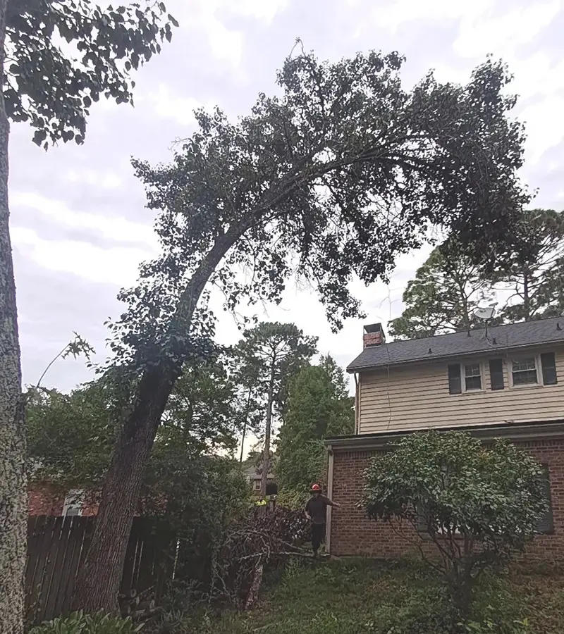 overhanging tree removal before