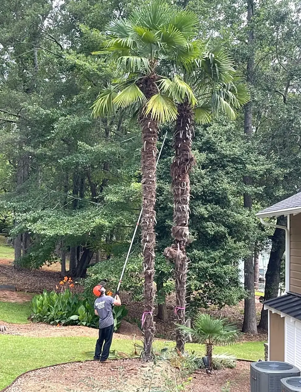 tree trimming