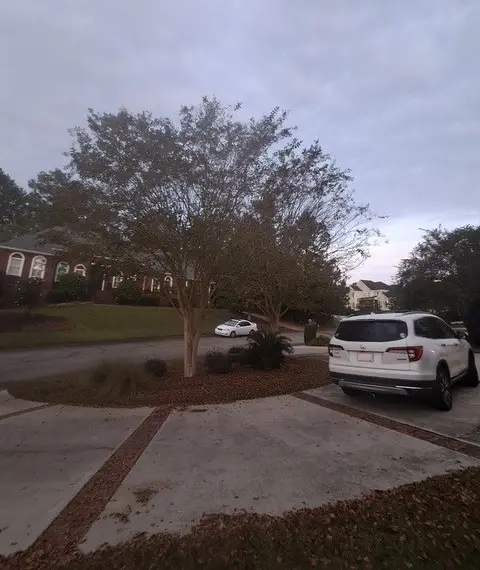 tree trimming before
